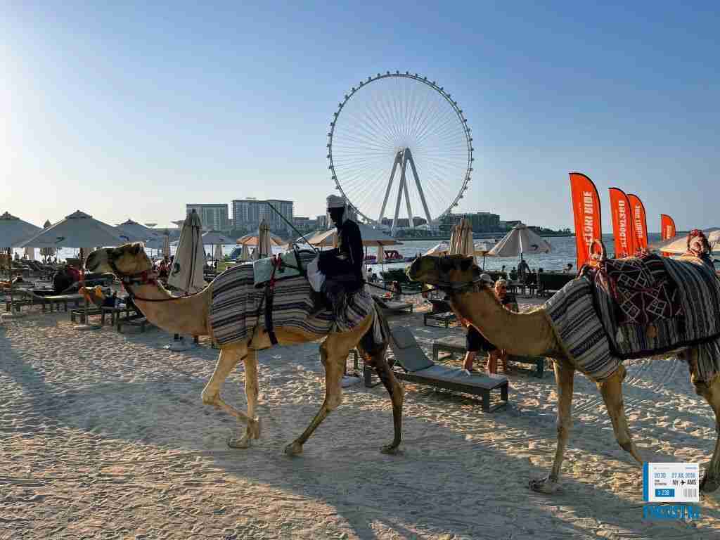 Camello por la playa de JBR Dubai