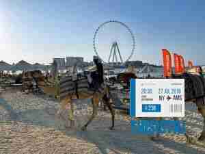 Camello por la playa de JBR Dubai