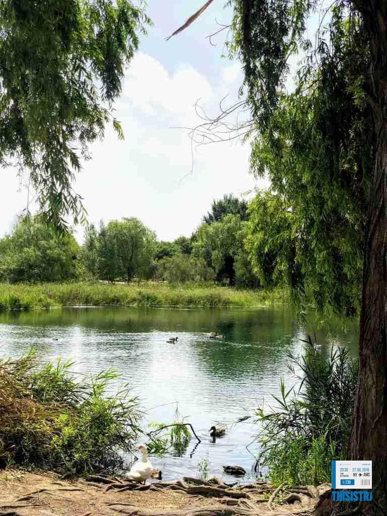 naturaleza en los manantiales de la Marjal de Gandia perfecto para desconectar