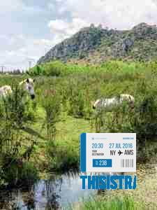 caballos blancos bajo el Castillo de Bayren