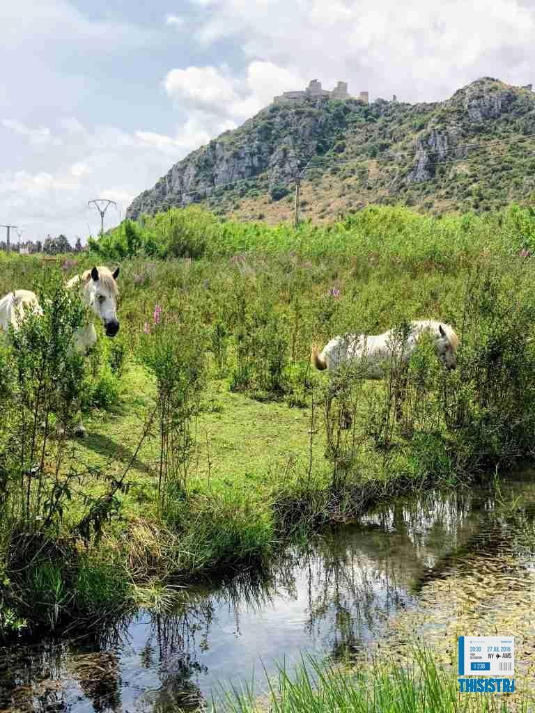 caballos blancos bajo el Castillo de Bayren