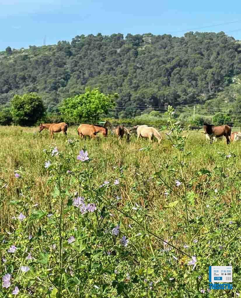 cuadra de caballos de camino al castillo de Bairen, Gandia