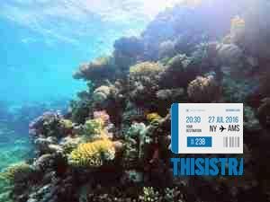 Jardines coloridos y bancos de peces en las profundidades del Mar Rojo, Egipto