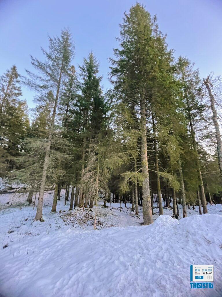 Bosque de abetos en Monte Floyen, Bergen